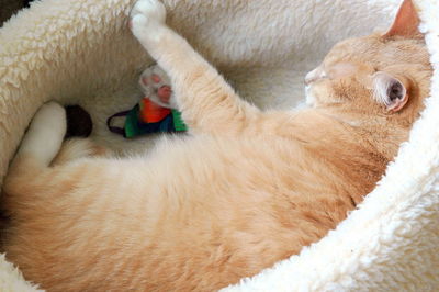 Close-up of a dog lying down on bed