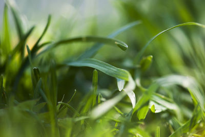 Close-up of plant growing on field