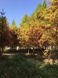 Trees on landscape during autumn