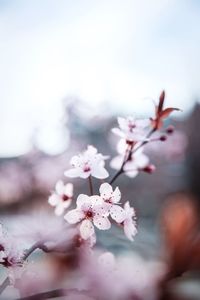 Close-up of pink cherry blossom tree