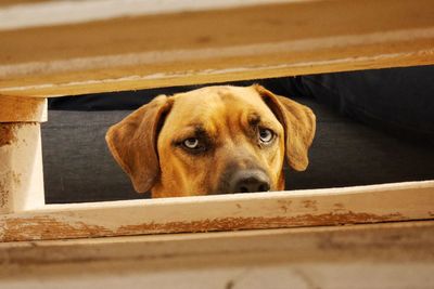 Close-up portrait of dog behind railing