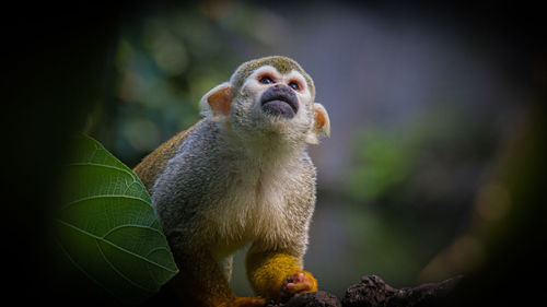 Close-up of a monkey