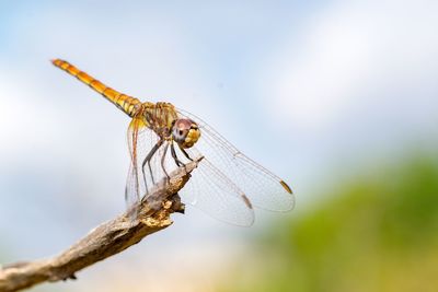 Close-up of dragonfly on twig