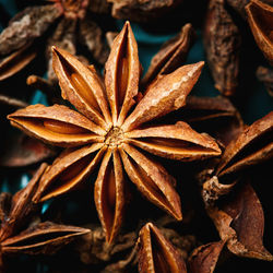 Full frame shot of dry leaves