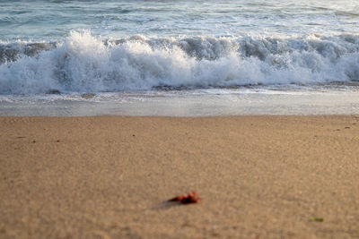 Scenic view of beach