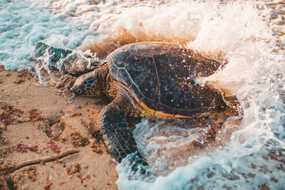 View of turtle in sea