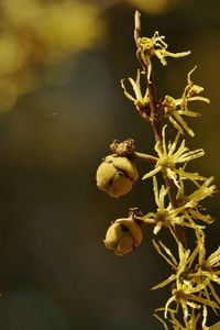 Close-up of witch-hazel in autumn