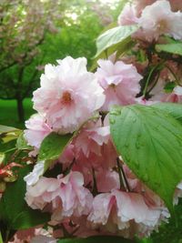 Close-up of pink flower