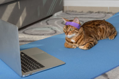 Domestic cat is doing yoga on the mat near the laptop in the apartment.