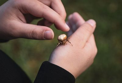 Cropped hand of person with insect