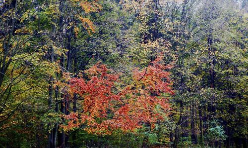 Trees in forest during autumn