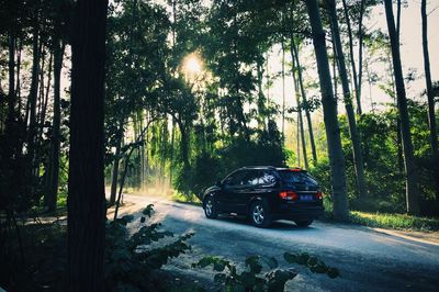 Road in forest