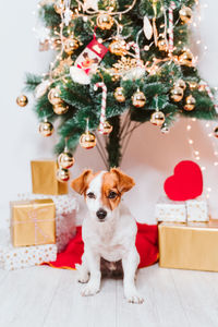 Full length of a dog on christmas tree