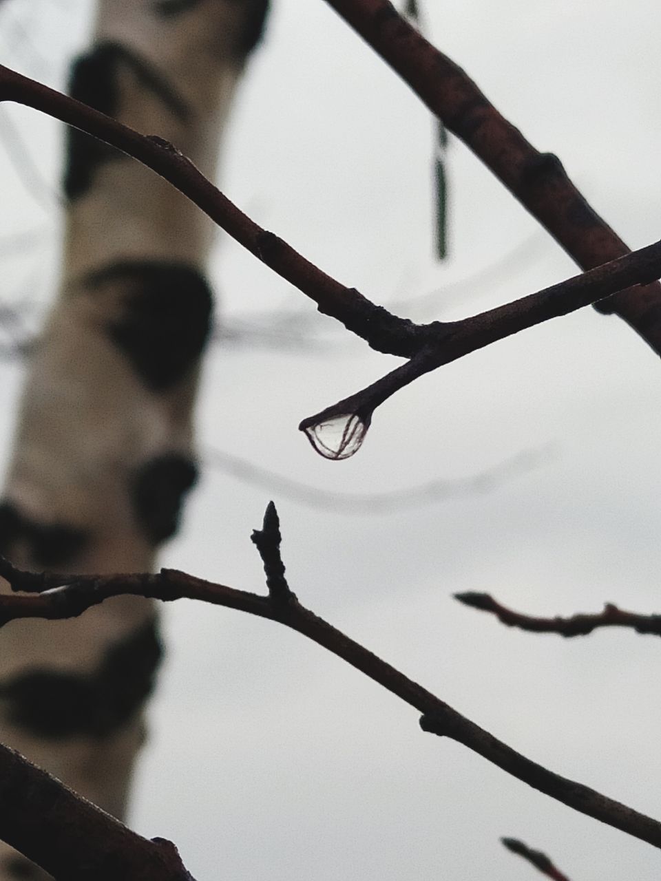 plant, branch, focus on foreground, nature, sky, close-up, no people, tree, low angle view, twig, tranquility, selective focus, growth, beauty in nature, day, drop, plant part, outdoors, leaf, rain, raindrop