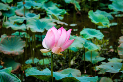 Close-up of pink water lily