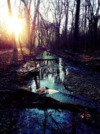 Sun shining through trees