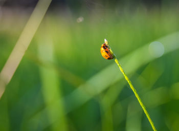 Close-up of ladybug on plant