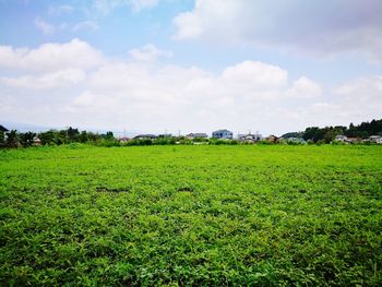 Scenic view of field against sky