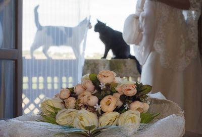 Close-up of cat on table