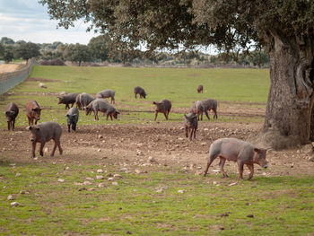 Horses in a field