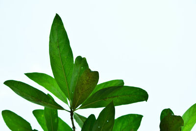 Close-up of leaves against white background