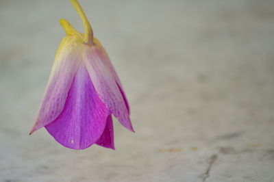 Close-up of flower against blurred background