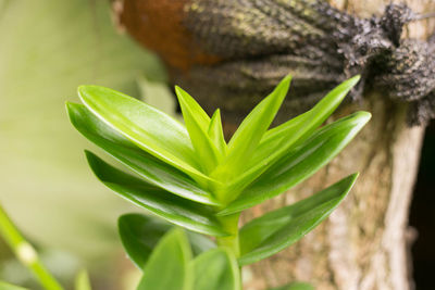 Close-up of green leaves