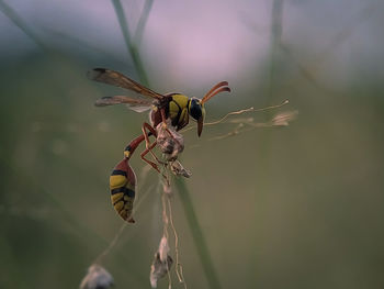 Close-up of bee pollinating on flower