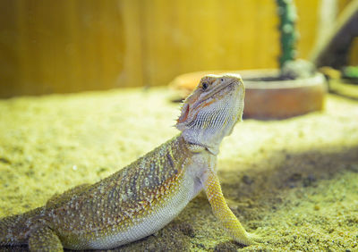 Close-up of a lizard