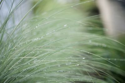 Close-up of wet plant