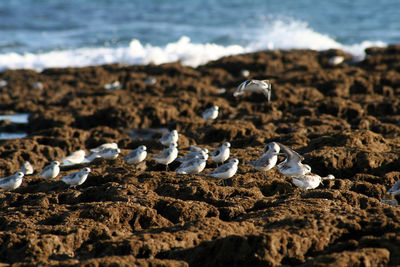 Stones on beach