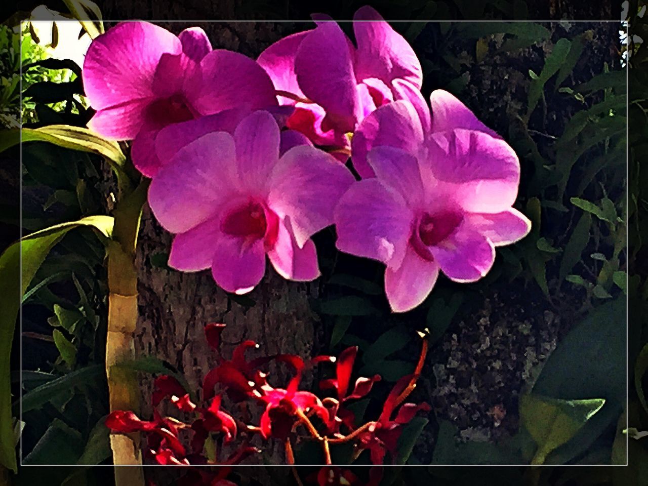 Dark pink flower