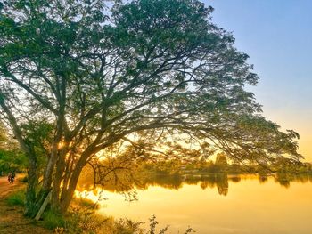 Trees by lake against sky