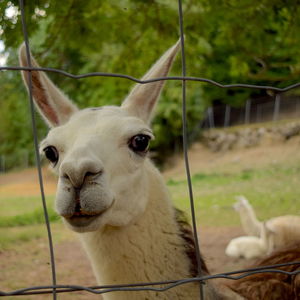 Close-up portrait of owl
