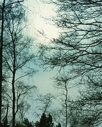 Low angle view of bare trees against sky