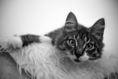 Close-up portrait of a cat