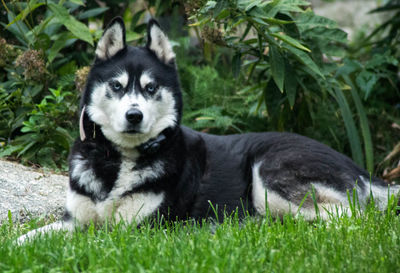 Portrait of puppy on grass