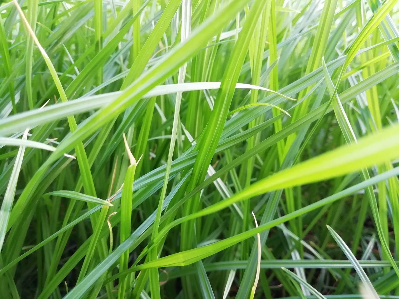 FULL FRAME SHOT OF FRESH GREEN PLANTS