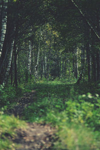 Trees growing in forest