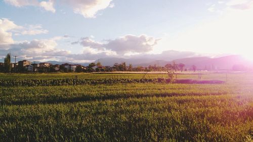 Scenic view of field against sky