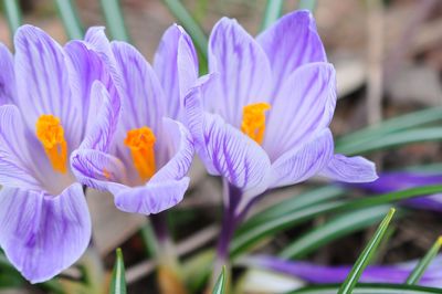 Close-up of purple flower