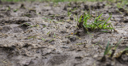 Close-up of small plant growing on field