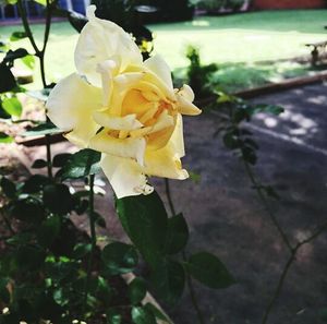 Close-up of white rose blooming outdoors