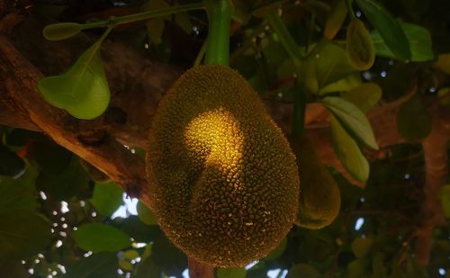 Close-up of fruit growing on tree