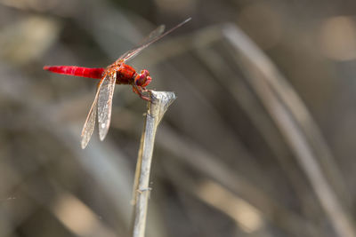 Close-up of dragonfly on twig