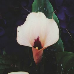 Close-up of flower blooming outdoors