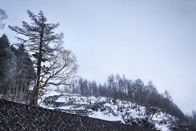 Bare trees on snow covered landscape