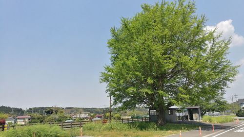 Tree by house against clear sky