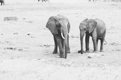 Elephants on landscape