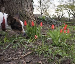 Close-up of dog in field